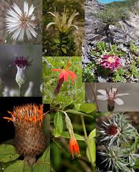 Image result for Macledium zeyheri