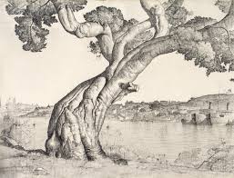 This Is A Pencil Drawing Of A Fig Tree Lloyd Reese Museum Of Sydney Tree Drawings Pencil Portrait Drawing Drawings