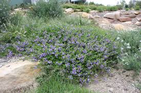 Image result for Scaevola