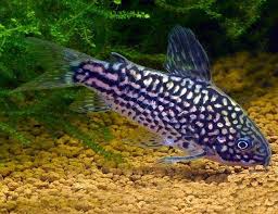 Cory Elegans Cory Catfish Arizona Aquatic Gardens Cory Catfish Aquarium Fish Fish