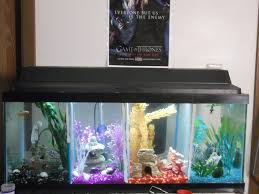 Pin By Suzi Mansell On Something Fishy Betta Fish Tank Fish Tank Decorations Fish Tank Themes