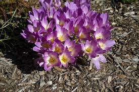 Its pale purple panicle flowers bloom in may and attract butterflies and hummingbirds. Landscape Plants Rated By Deer Resistance Rutgers Njaes