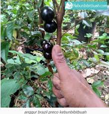 Posted in artikel buah tin; Jual Produk Tanaman Langka Termurah Dan Terlengkap Juli 2021 Bukalapak