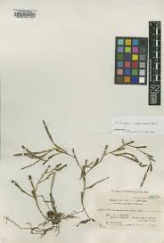 Image result for Platycoryne buchananiana
