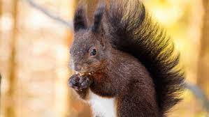 What Do Squirrels Eat And Drink Ask Com What Do Squirrels Eat Squirrel Eat