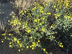 Image result for Senecio lewallei