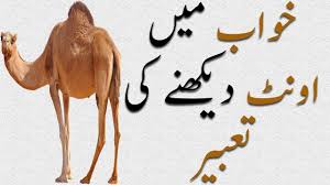 The meaning of seeing a camel with a burden is the same as camel cubs in the dream. Khawab Mein Oont Dekhnay Ki Tabeer Khawab Mein Camel Dekhna Youtube