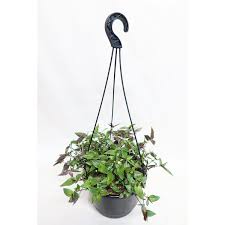 Image result for Gibasis