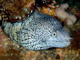 Carnivores by nature, moray eels will eat almost anything fish or crustacean. Y Patterned Moray Eel Wikipedia