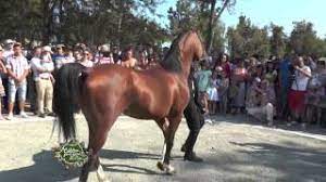 Pursânge arab, semigrei si câțiva ponei. Herghelia Mangalia Youtube