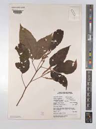 Image result for Allophylus congolanus