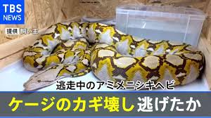 (central) african rock python など）はニシキヘビ科ニシキヘビ属に分類されるヘビである。かつてナタールニシキヘビ (学名: Ara7ulcqa84hpm