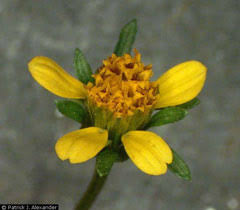 Image result for Bidens bipinnata