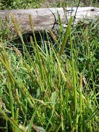 Image result for Panicum hymeniochilum