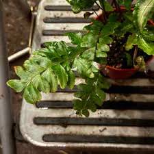 Image result for Didymochlaena