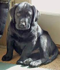 Blue The Labrador Retriever Labrador Retriever Lab Dogs Lab Puppies