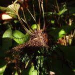 Image result for Pteris commutata