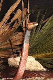 Red Spitting Cobra Naja Pallida Cool Snakes Snake Venom Snake