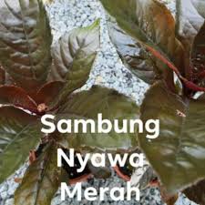 Daun sambung nyawa paling banyak ditemui di pulau jawa, sumatera, dan sebagian. Pokok Ulam Sambung Nyawa Merah Hitam Anak Pokok 1 Kaki 2 Kaki Shopee Malaysia