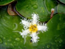 Image result for Nymphoides thunbergiana