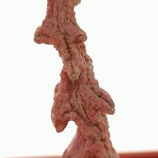 Image result for Ceropegia pygmaea