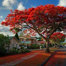 Royal Poinciana Or Flamboyant Seeds Taman Bunga Flamboyan Bunga