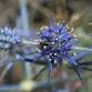 Great Southern BioBlitz 2025 at Darr Banneem on event image