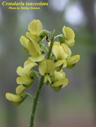 Image result for Crotalaria lanceolata