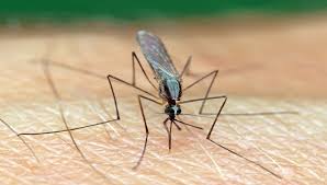 Mar 05, 2020 · what is a mosquito? Genetically Modified Mosquitoes And Africa Scidev Net