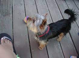 I have never seen a yorkie without a docked tail, is that part of the breed standard? John Buzz Blog Pictures Of Yorkies With Tails