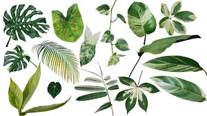 他の人とは違って珍しい多肉植物が欲しい方必見 たにある 多肉植物のある生活