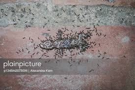 Rats can chew through concrete, but it will take a long time! Plainpicture Plainpicture P1345m2073096 Ants Eating Carcass Plainpicture Alexandra Kern