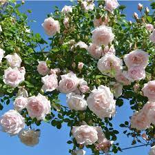 New Dawn Climbing Rose David Austin Roses New Dawn Climbing Rose Climbing Rose Plants Climbing Roses Trellis