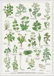 Essbare Wildpflanzen A2 Poster Pflanzen Pflanzen Kunst Essbare Pflanzen