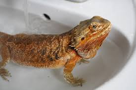 Bearded Dragon Care Guide | Long Island Avian And Exotic Vet Clinic