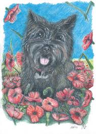 Decorative flowers in the garden. Cairn Terrier With Poppies Watercolour Pencil Drawing Art Artwork Dog Dogs Poppies Flowers Drawing Pencil Wa Drawings Watercolor Pencils Dog Drawing
