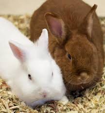 Image result for bunny
