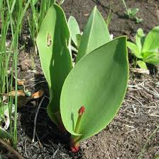 Image result for Eriospermum mackenii