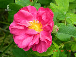 Image result for Margaretta rosea