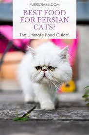 What follows is a demonstration that pow pow is completely incapable of catching a. What Food Do Persian Cats Eat The Ultimate Food Guide Purr Craze