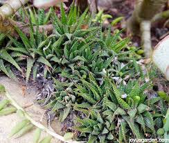 You for watching, please give me a like and i would love you to subscribe for regular updates and take a look at my other cacti and succulent and nature videos to see my weird and wacky cacti and other succulent plants up close and personal. Ask Nell How To Remove Succulent Pups