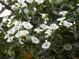 Image result for Turbina longiflora