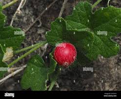 Image result for Cucumis maderaspatanus