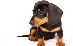 On daily basis, we have seen too many color dogs like white, blue, brown or chocolate, cream, dead grass, gold, red, silver, and yellow. Black Brown Puppy Wallpaper 2560x1600 11827