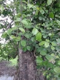 Image result for Dolichandrone alba