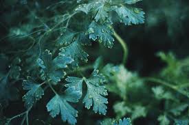 The exact native range is disputed; Growing Lovage From Seed Dreamley