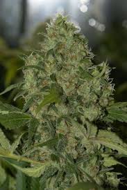 Pin On 420 Marijuana