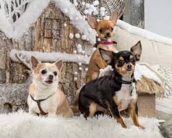 Chihuahua puppies are tiny, but you still need to lift and handle the dogs with care and full support. How Much Do Chihuahuas Cost Puppy Price And Cost Of Raising