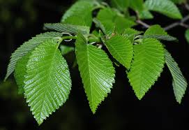 Image result for Ulmaceae