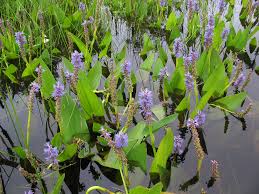 Image result for Pontederia